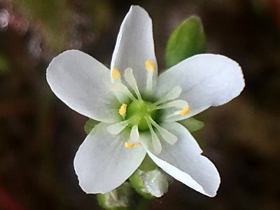 ドロセラの花 僕の食虫植物日記 楽天ブログ