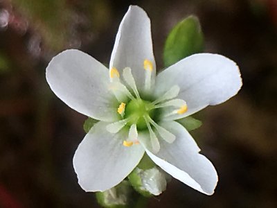 12ページ目の 食虫植物 2016年 僕の食虫植物日記 楽天ブログ