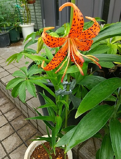 DSC_4445.JPG