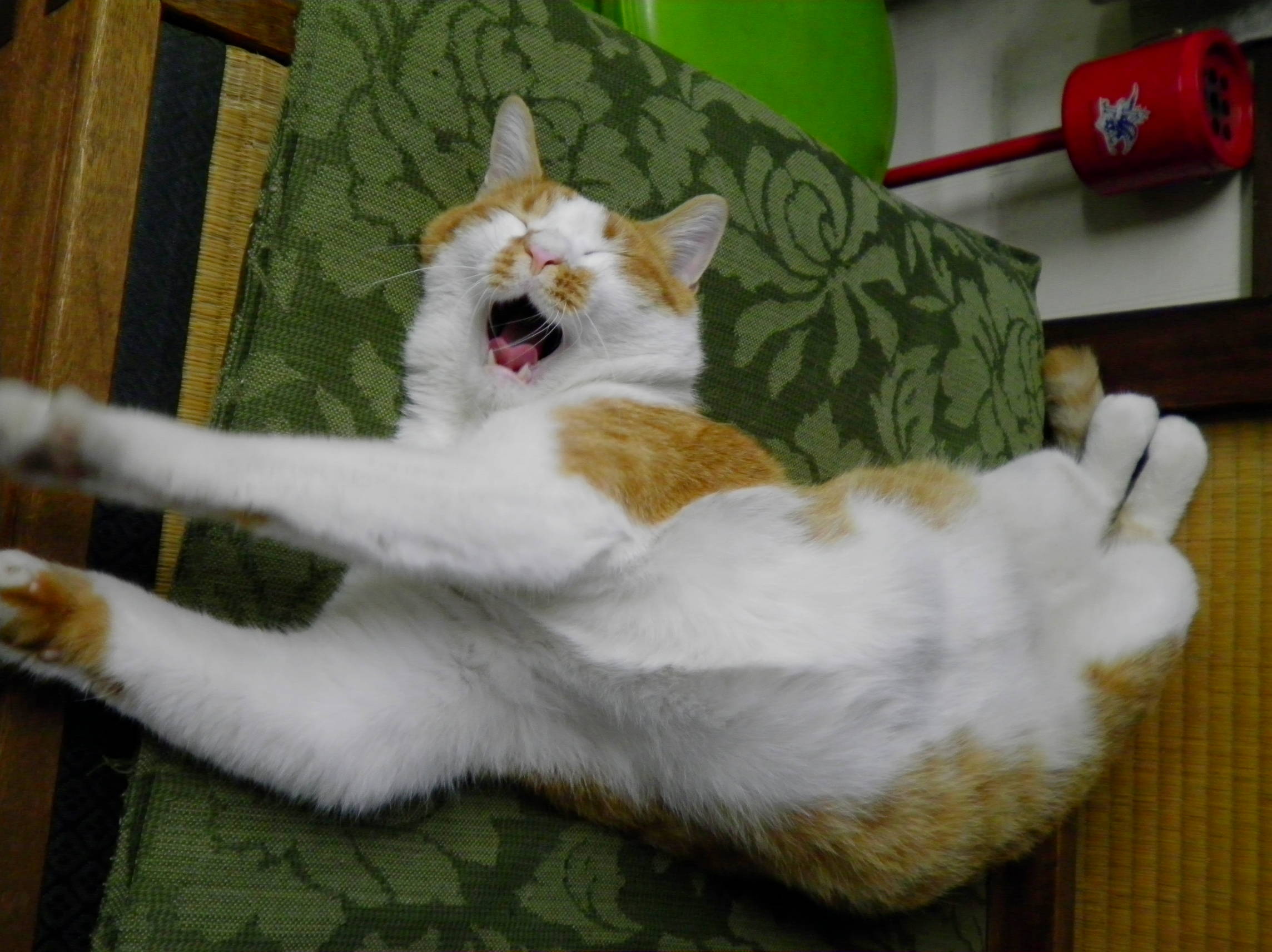 おおぐち.jpg