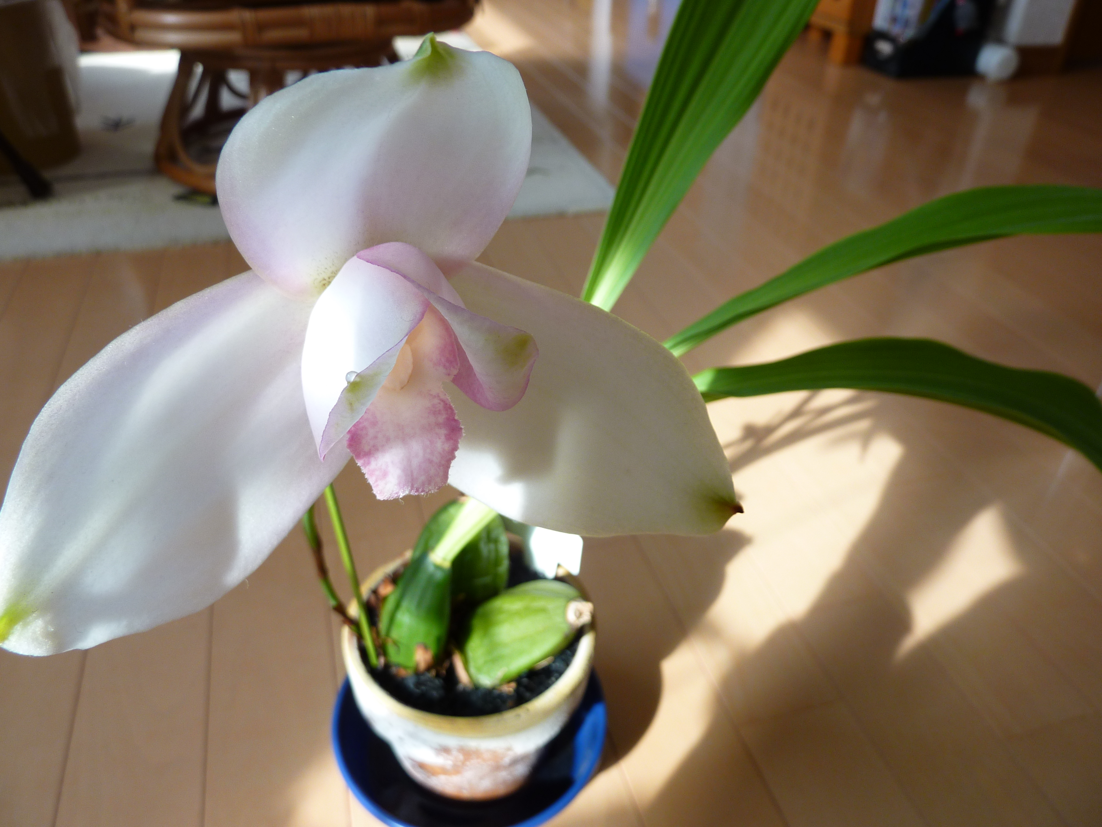 リカステ。　品種不明。