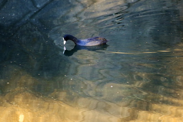 P95A4159 (640x427).jpg