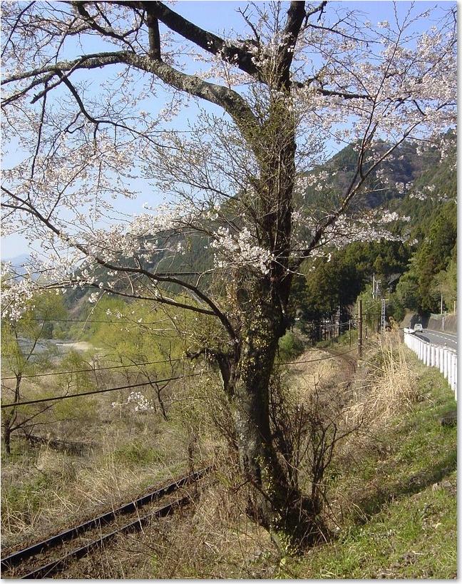 41単線桜.JPG