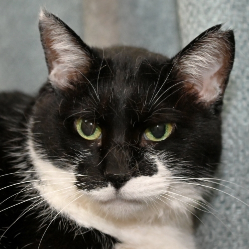 家族紹介用画像フォルダ