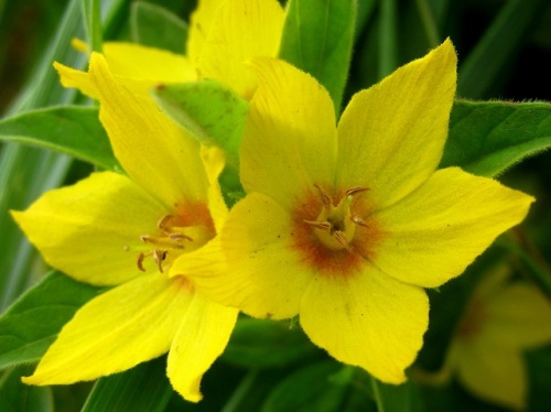 リシマキア プンクタータの花 名前がわからない黄色い5弁花 について ブログ読者と全国農村教育協会に教えていただきました 気仙沼大島での自然観察 その18 しろうと自然科学者の自然観察日記 楽天ブログ