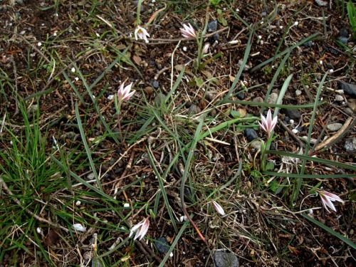 アマナの花を詳しく観察しました アマナの花言葉は お天気屋 で 陽があたると開花し陽がかげると閉じてしまいます しろうと自然科学者の自然観察日記 楽天ブログ