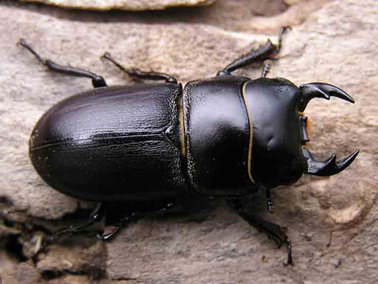 Dorcus-brevis1.jpg