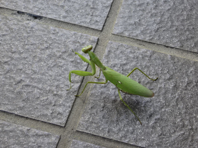 DSC08000.JPG