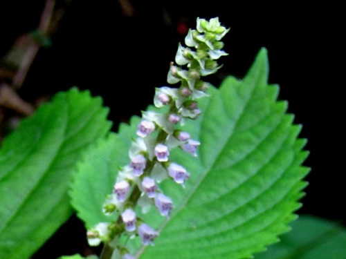 レモンエゴマの花 秋の高尾山での自然観察 続き その32 最終回 しろうと自然科学者の自然観察日記 楽天ブログ