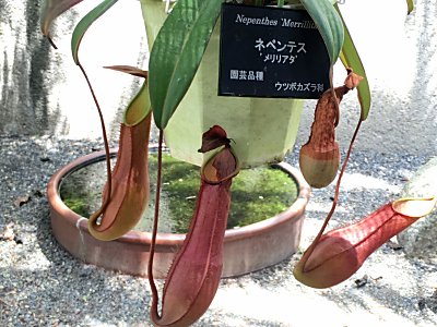 京都府立植物園N.ﾒﾘﾘｱﾀ.jpg