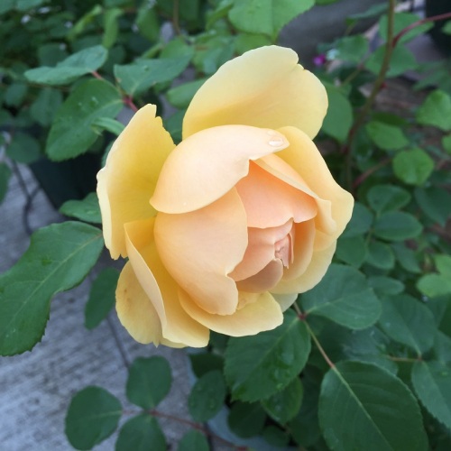 2016-05-06 14.35.51.jpg