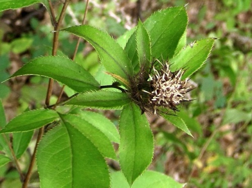 オケラの花 秋の昭和記念公園での自然観察 その3 しろうと自然科学者の自然観察日記 楽天ブログ