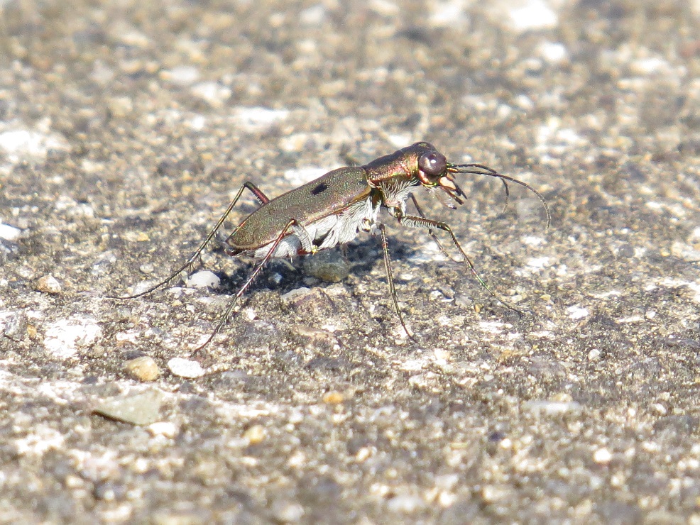 コニワハンミョウIMG_6219.jpg