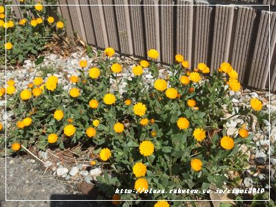 DSCF9331.JPG