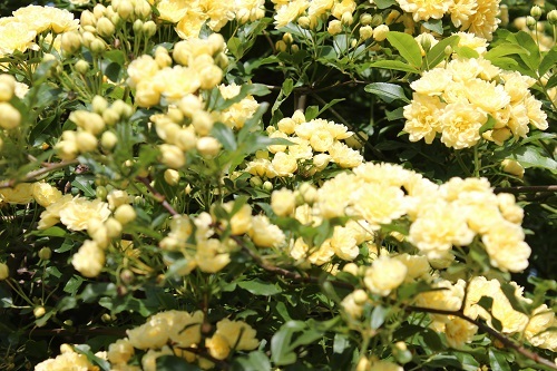 モッコウバラ (3).JPG