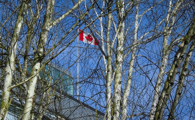 15白樺ごしのカナダ国旗.jpg