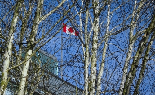 15白樺ごしのカナダ国旗.jpg