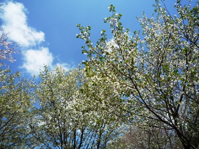 空に映える、大島桜.JPG