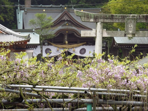 藤（西寒多神社）0391.jpg