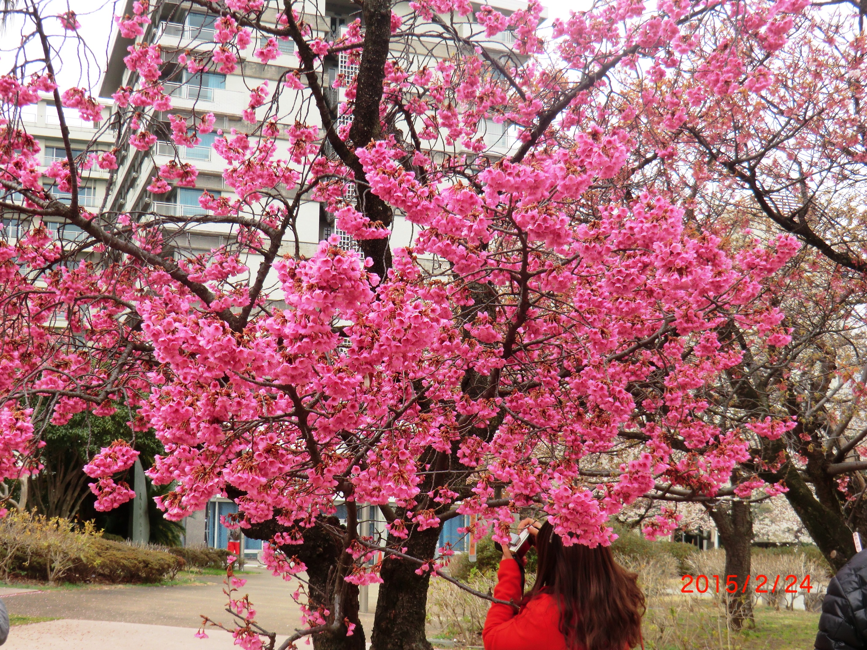 桜15-2-25 008.JPG