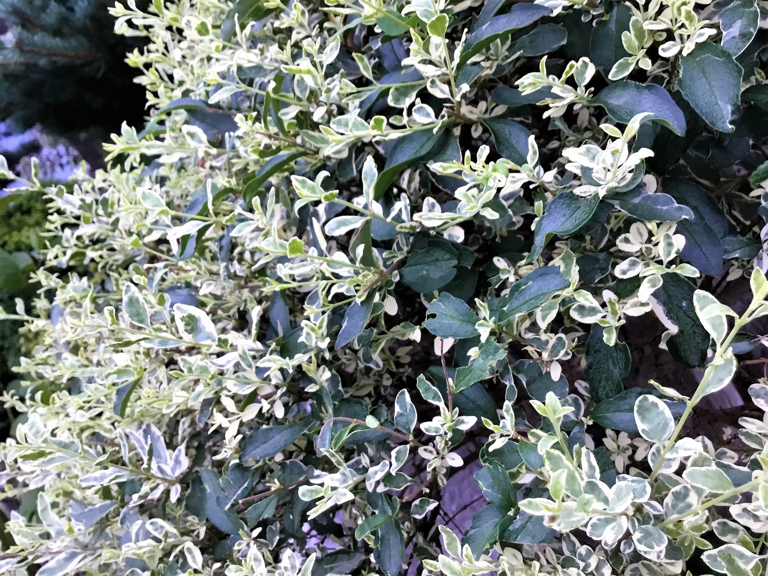 2018.8 斑入りの葉っぱ.JPG