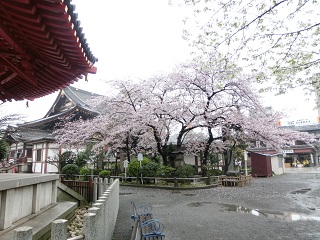 08sakura.jpg