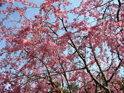 ５　満開のしだれ桜.jpg