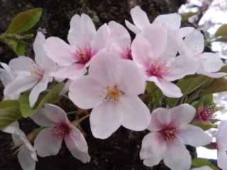 幹桜2018_散る寸前