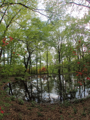 1220160507赤城自然園.jpg