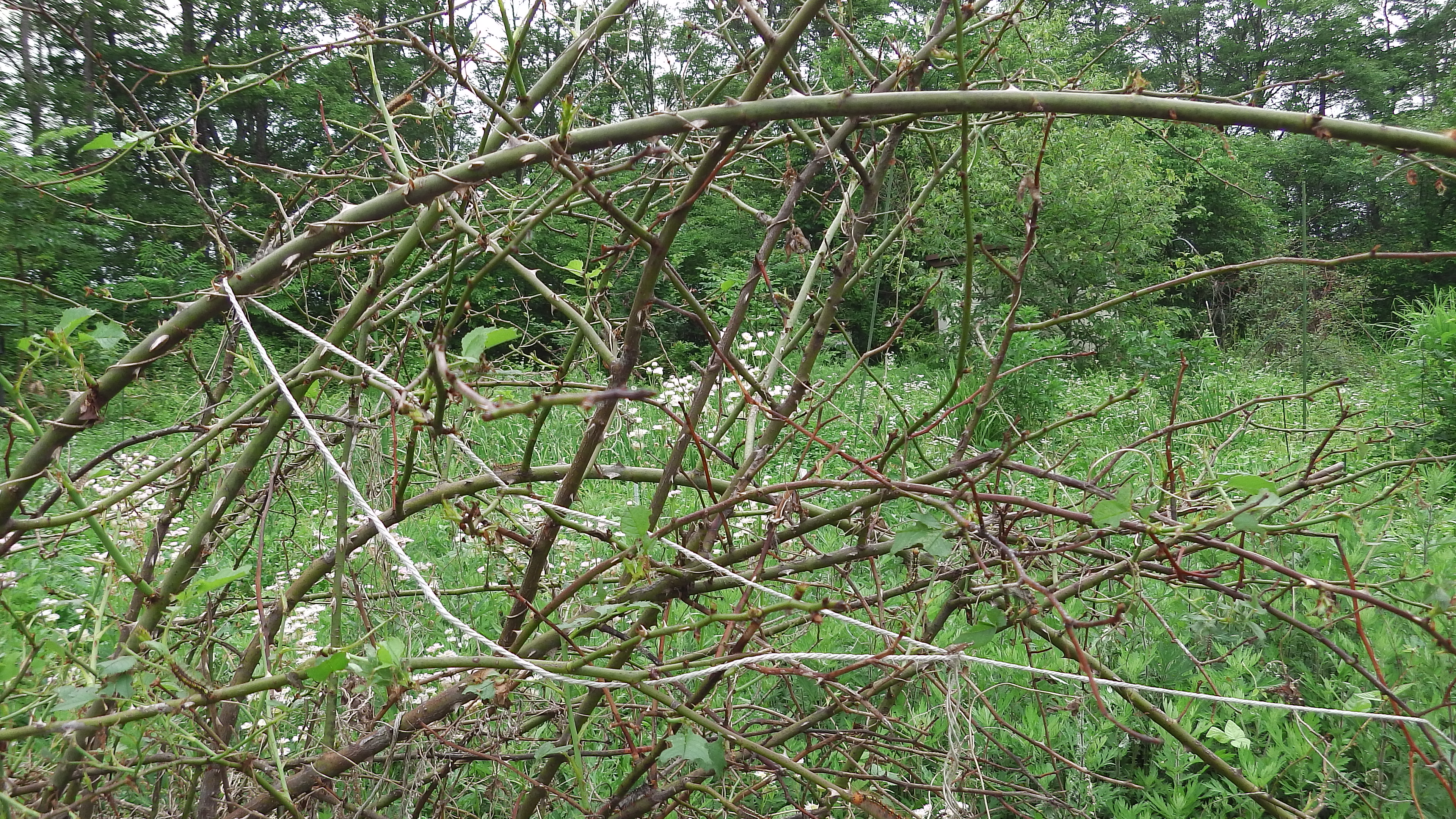 IMGA0317.JPG