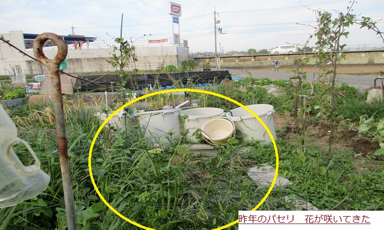ばせり.JPG