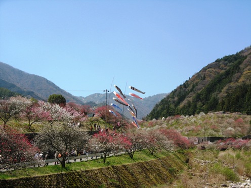 5　こいのぼり　遠景.jpg