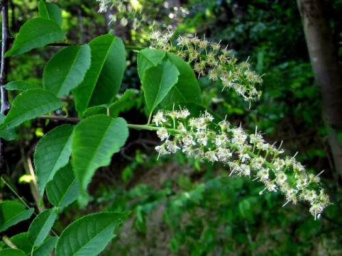 ブラシのような総状花序に多数の白い花をつけるウワミズザクラの花 4月末の八王子市 高尾山での自然観察記録 その2 しろうと自然科学者の自然観察日記 楽天ブログ