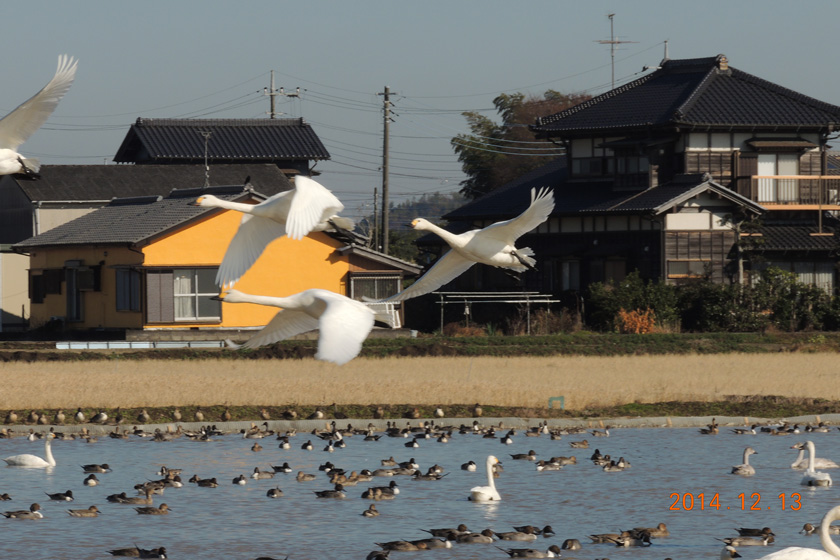 白鳥　26,12-033w.jpg