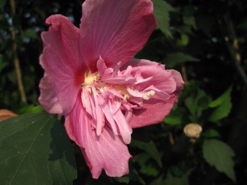 ムクゲの花 雄蕊の一部または全部が花びらのようになって八重咲きになるという現象を観察できます 雄蕊が花弁化する八重咲き その4 しろうと自然科学者の自然観察日記 楽天ブログ