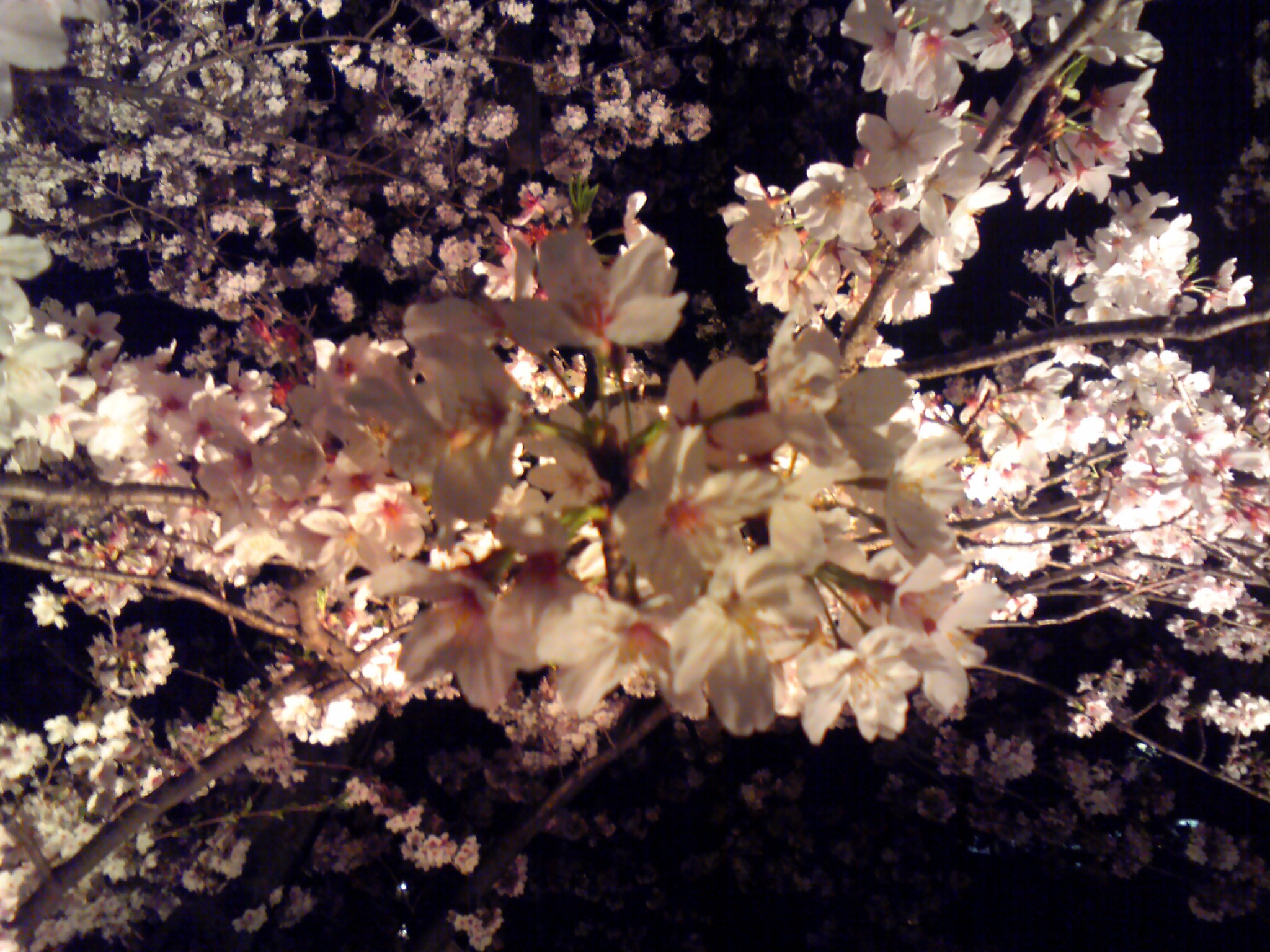 夜桜　3