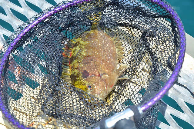 showPhoto (640×426)