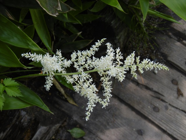 P1250125_R.JPG