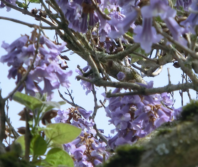 桐の花　アップ.jpg