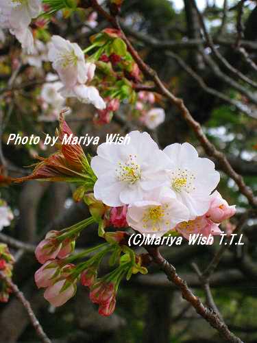 桜もうで