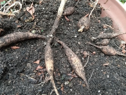 ダリアの球根を移植してみました V ネコ様とガーデニング 楽天ブログ