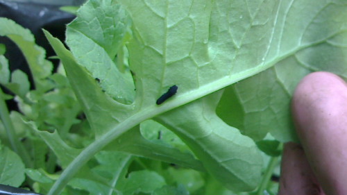大根に黒芋虫 カブラハバチの幼虫 と 白菜にもあの虫 ネコ様とガーデニング 楽天ブログ