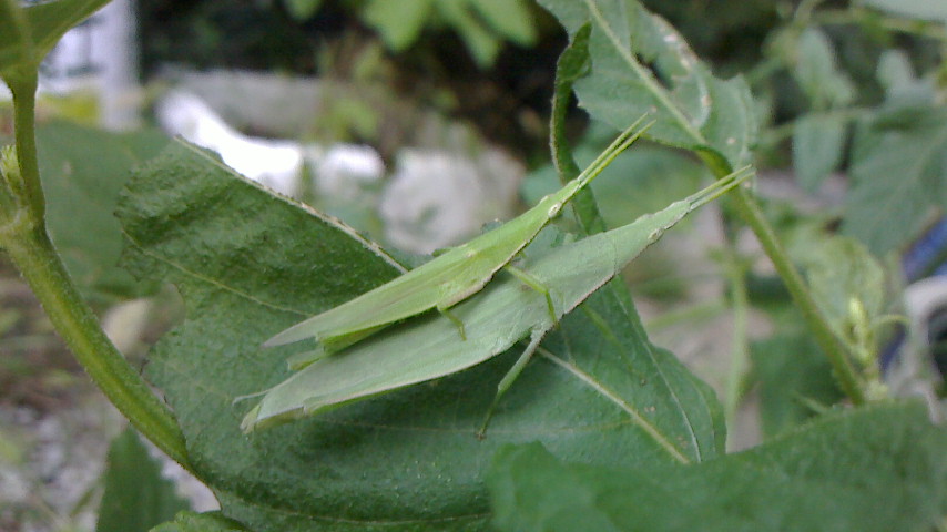 NEC_0138.JPG