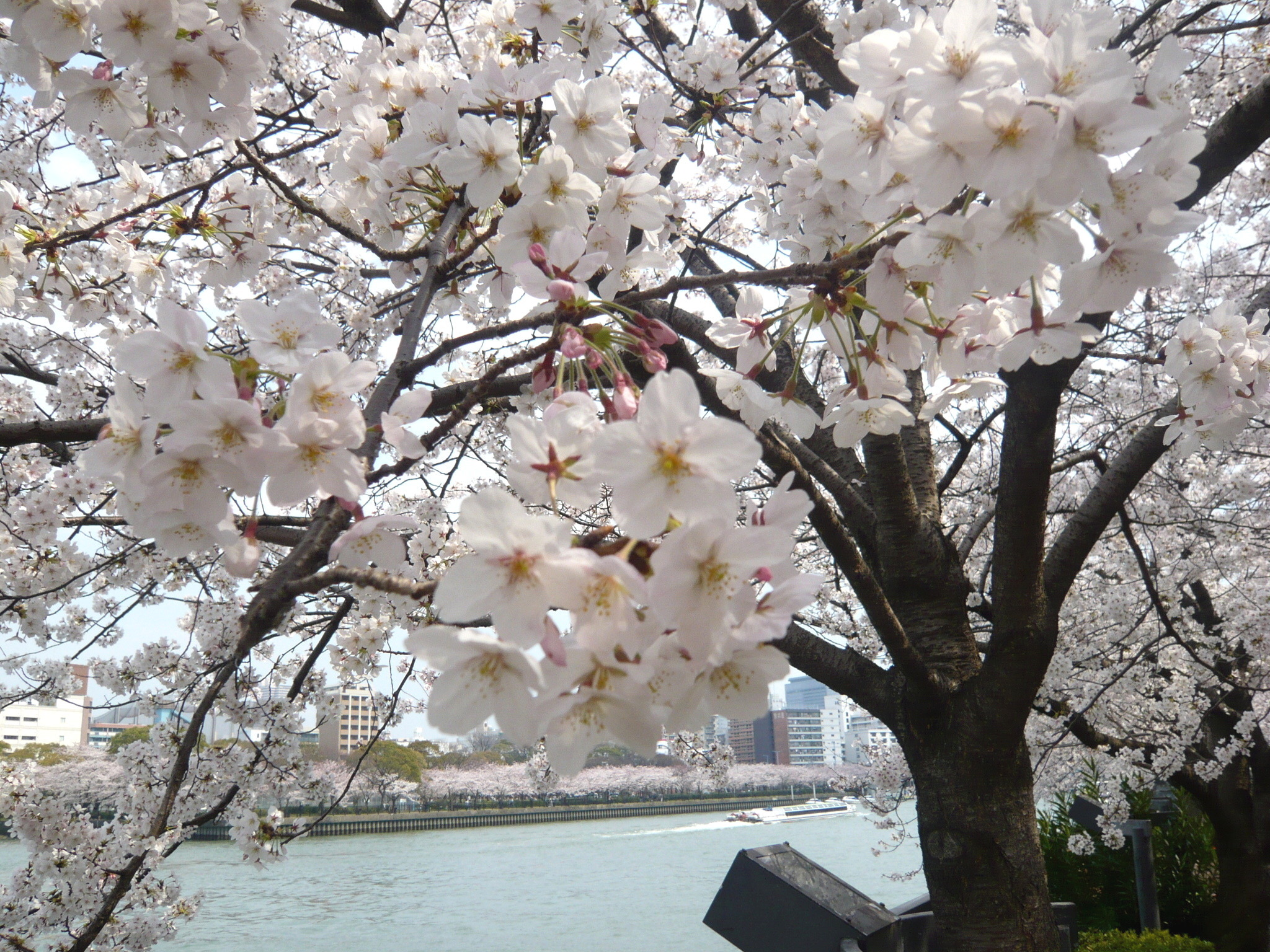 2012.4 桜 116(V.2012_04_15__12_52_29).jpg