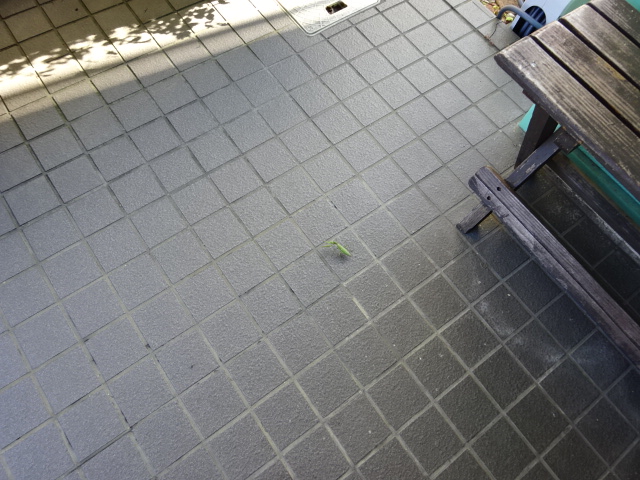 DSC07998.JPG