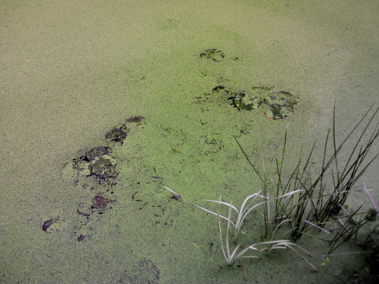 NCM_0205.JPG