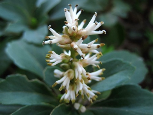 たくさんの雄花 雄蕊が目立つフッキソウの花に出合いました しろうと自然科学者の自然観察日記 楽天ブログ