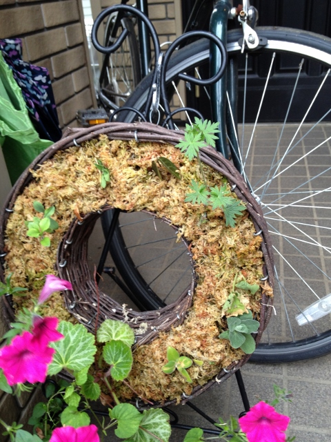 IMG_9204 (480x640).jpg