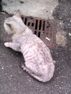 灰色ストリートチビ猫