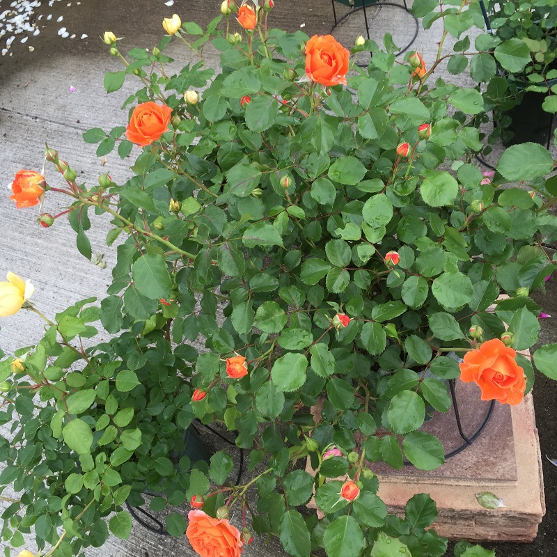 2016-05-06 14.36.07.jpg